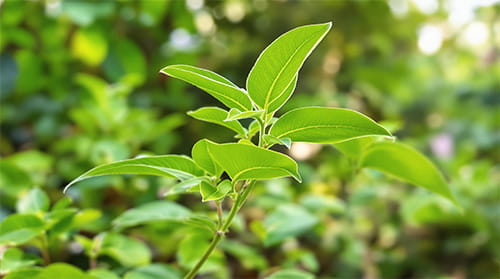 Gymnema ingredient